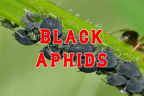 How to get rid of black aphids. Things To Know About How to get rid of black aphids. 